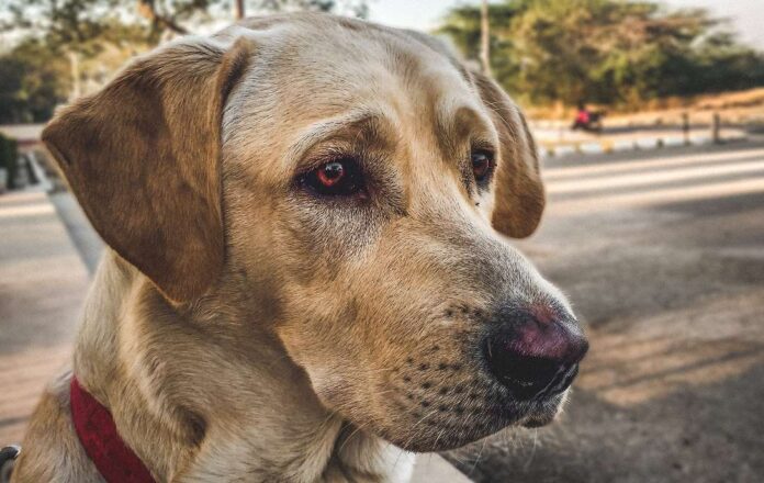 parhaat-koiran-valjaat-vertailu Parhaat koiran valjaat vertailussa