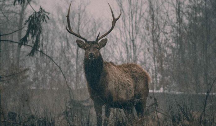 Paras lähettävä riistakamera vertailu