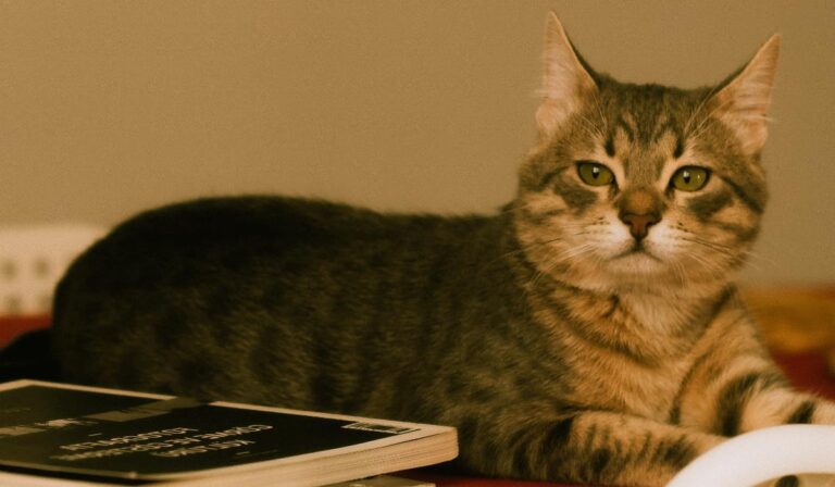 Paras lemmikkikamera kotiin