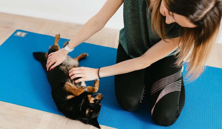 Paras viilennysmatto koiralle