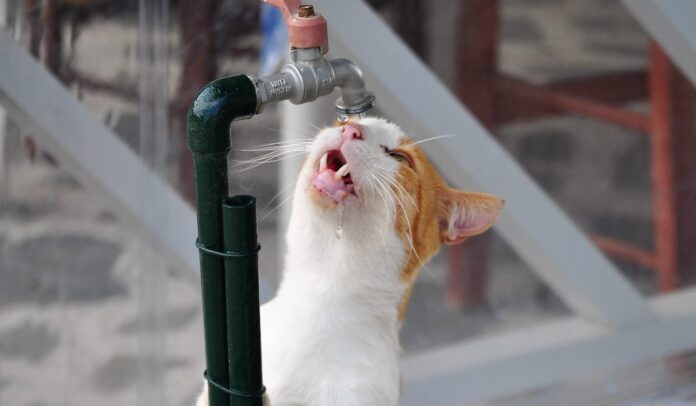 Paras kissan juoma-automaatti vertailu