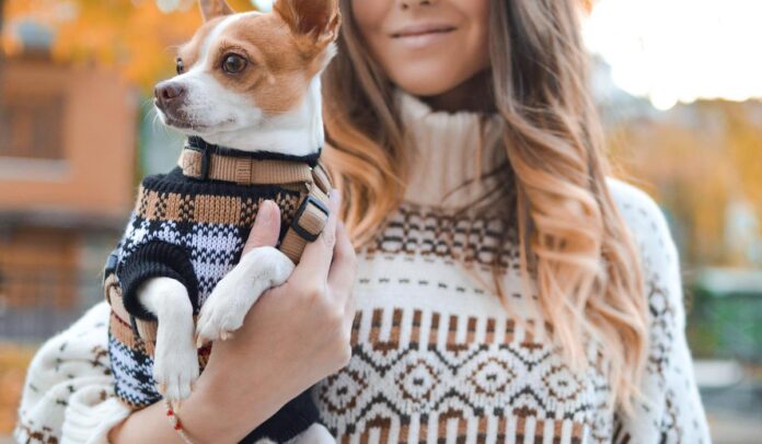 Paras aktivointilelu koiralle vertailu