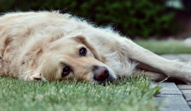 Paras pohjavillanpoistaja testi