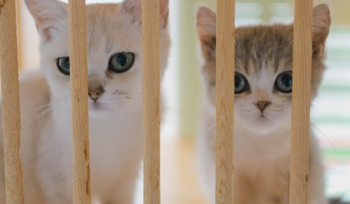 Paras pinnasänky vertailu