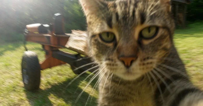 paras-halkaisutera-testi Paras halkaisuterä testi