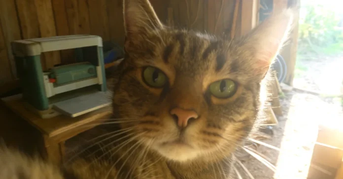 Paras tasohöylä testi