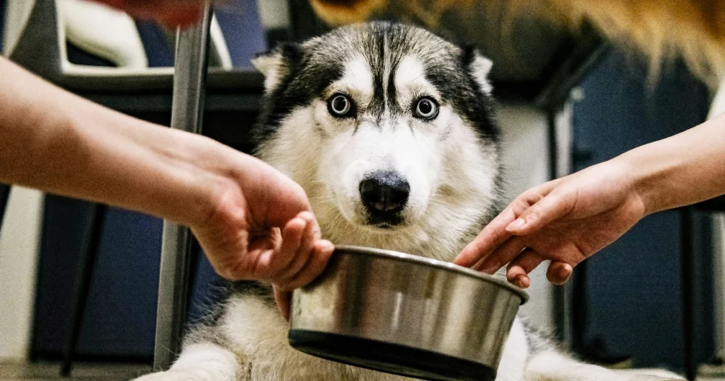 Paras aktiivisen koiran ruoka testi