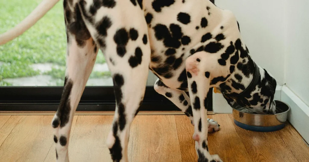 Paras raakaruoka koiralle testi