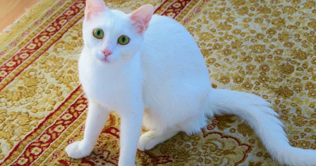 Paras itämainen matto testi