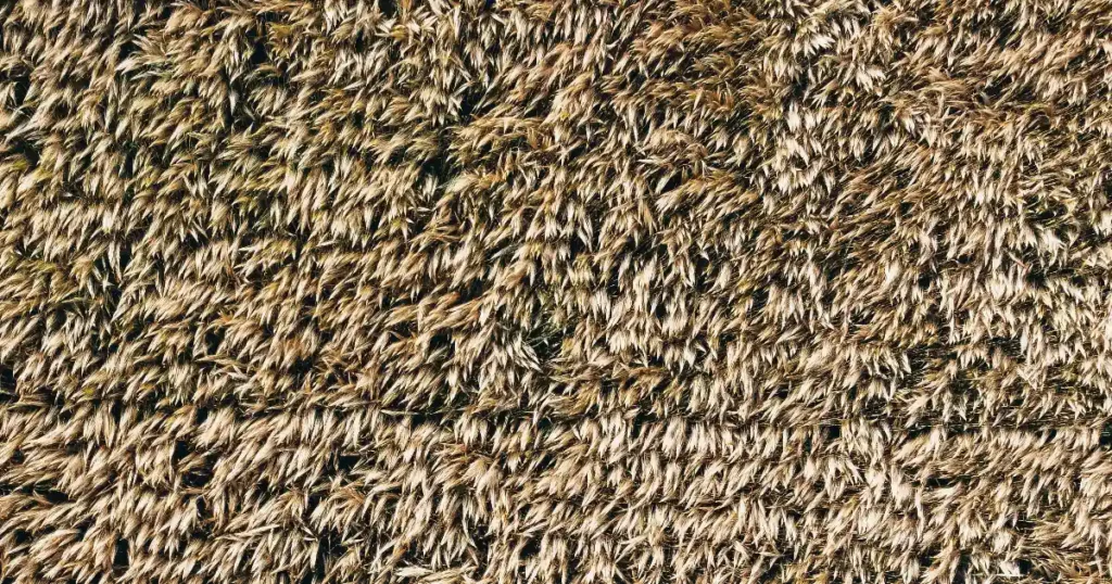 Paras juuttimatto testi