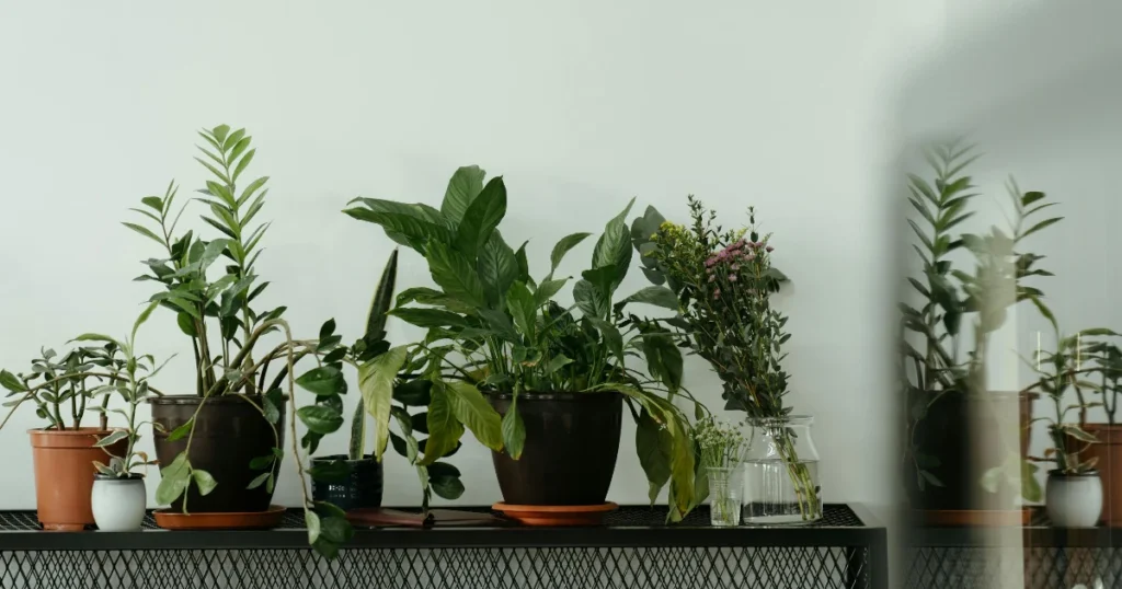 Paras kukkateline testi