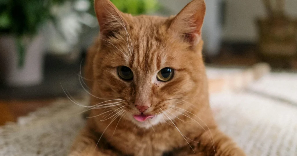 Paras sisalmatto testi